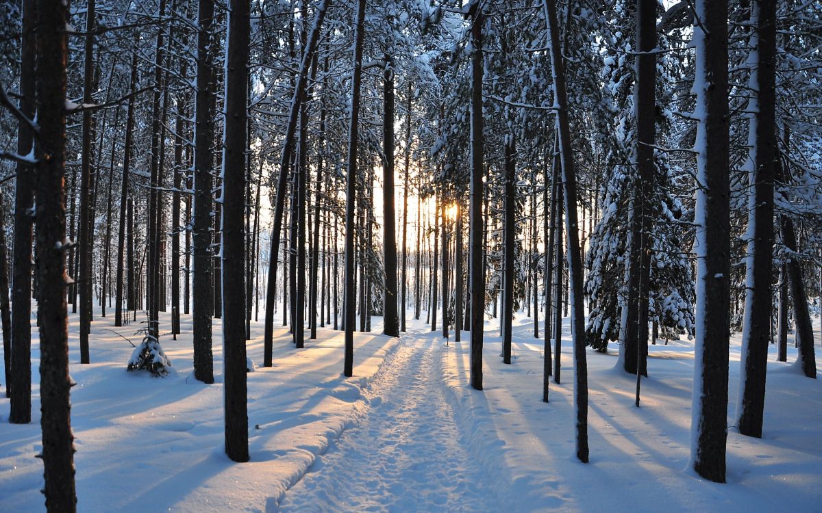 snow covered trees during daytime