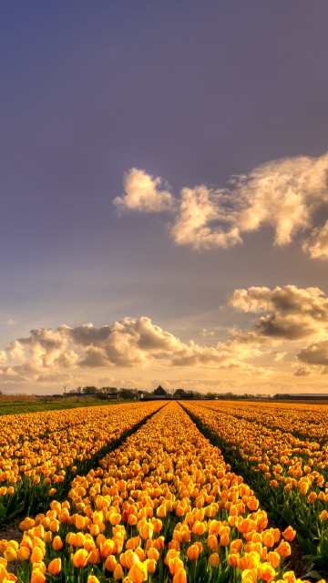 Image yellow flower field under cloudy sky during daytime