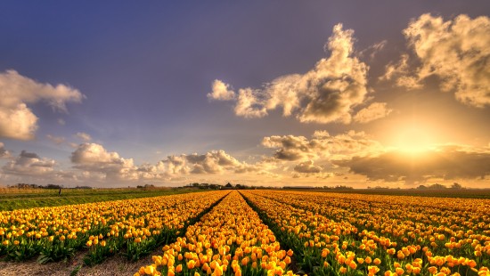 Image yellow flower field under cloudy sky during daytime