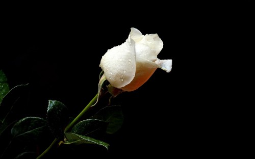 Image white rose with green leaves