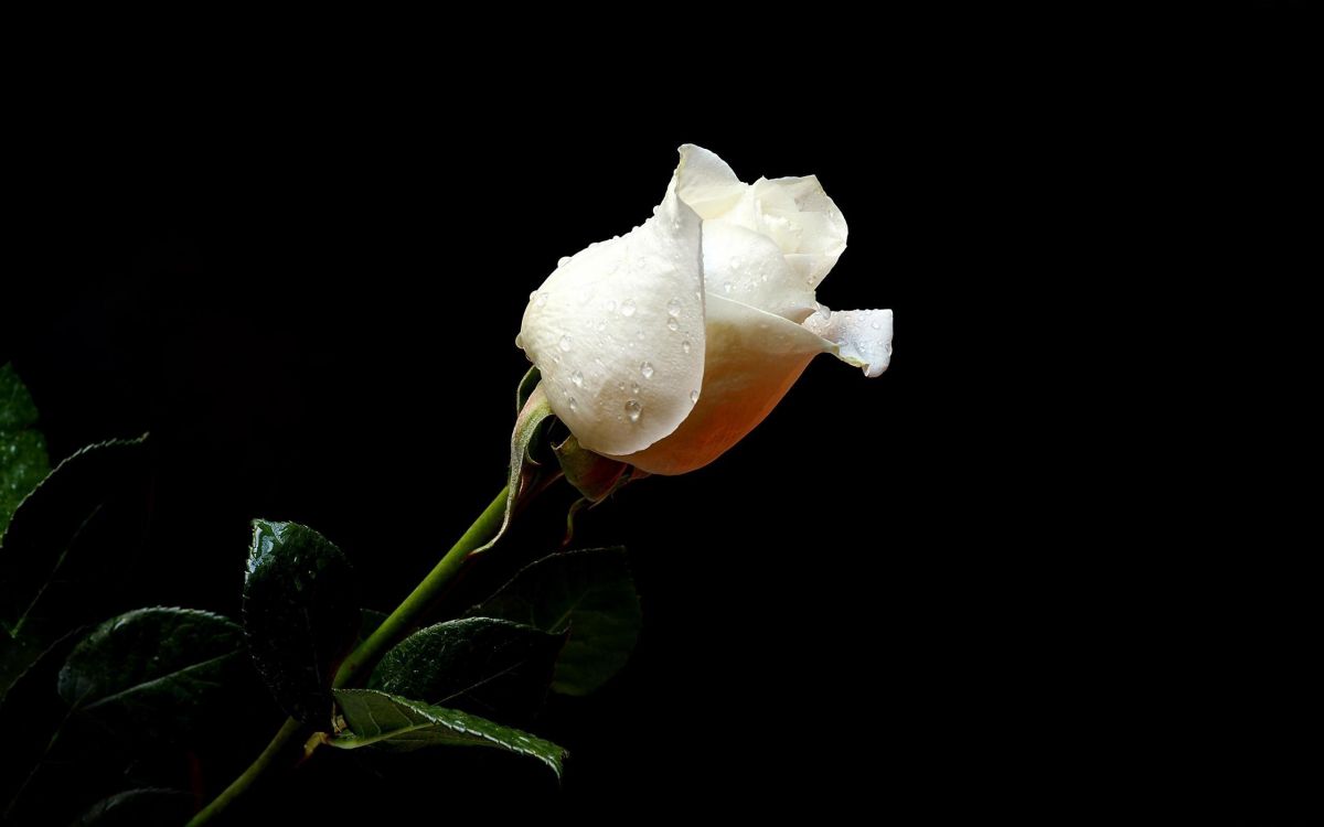 White Rose With Green Leaves. Wallpaper in 2560x1600 Resolution