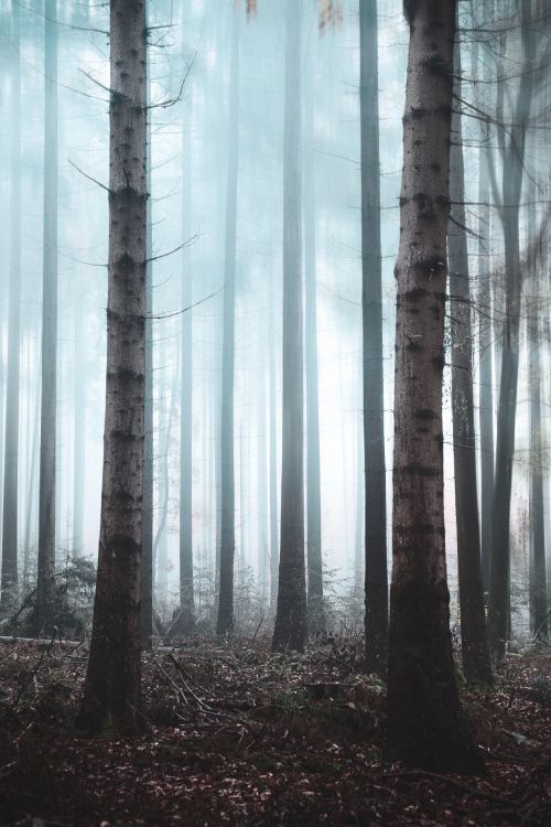 Wald, Baum, Natur, Natürlichen Umgebung, Nördlichen Hartholz-Wald. Wallpaper in 2732x4096 Resolution