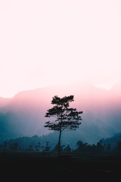 Nature, Tree, Natural Landscape, Morning, Red. Wallpaper in 3456x5184 Resolution
