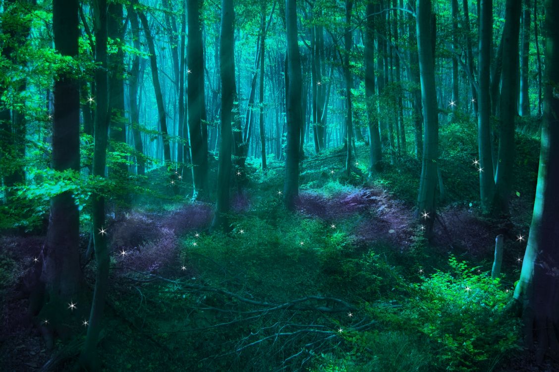 童话, 森林, 性质, 绿色的, 自然环境 壁纸 6016x4000 允许