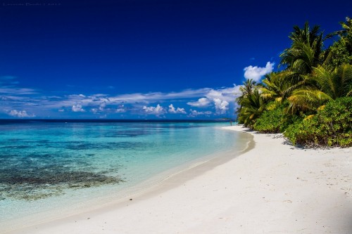 Image green palm tree near blue sea under blue sky during daytime