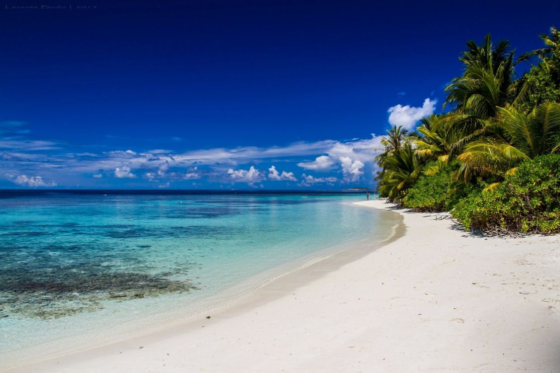 green palm tree near blue sea under blue sky during daytime