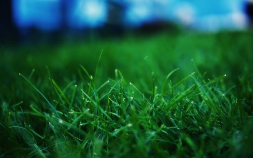 Image green grass in close up photography