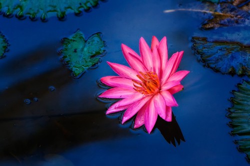 Image pink water lily in bloom