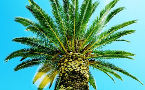 Image green palm tree under blue sky during daytime