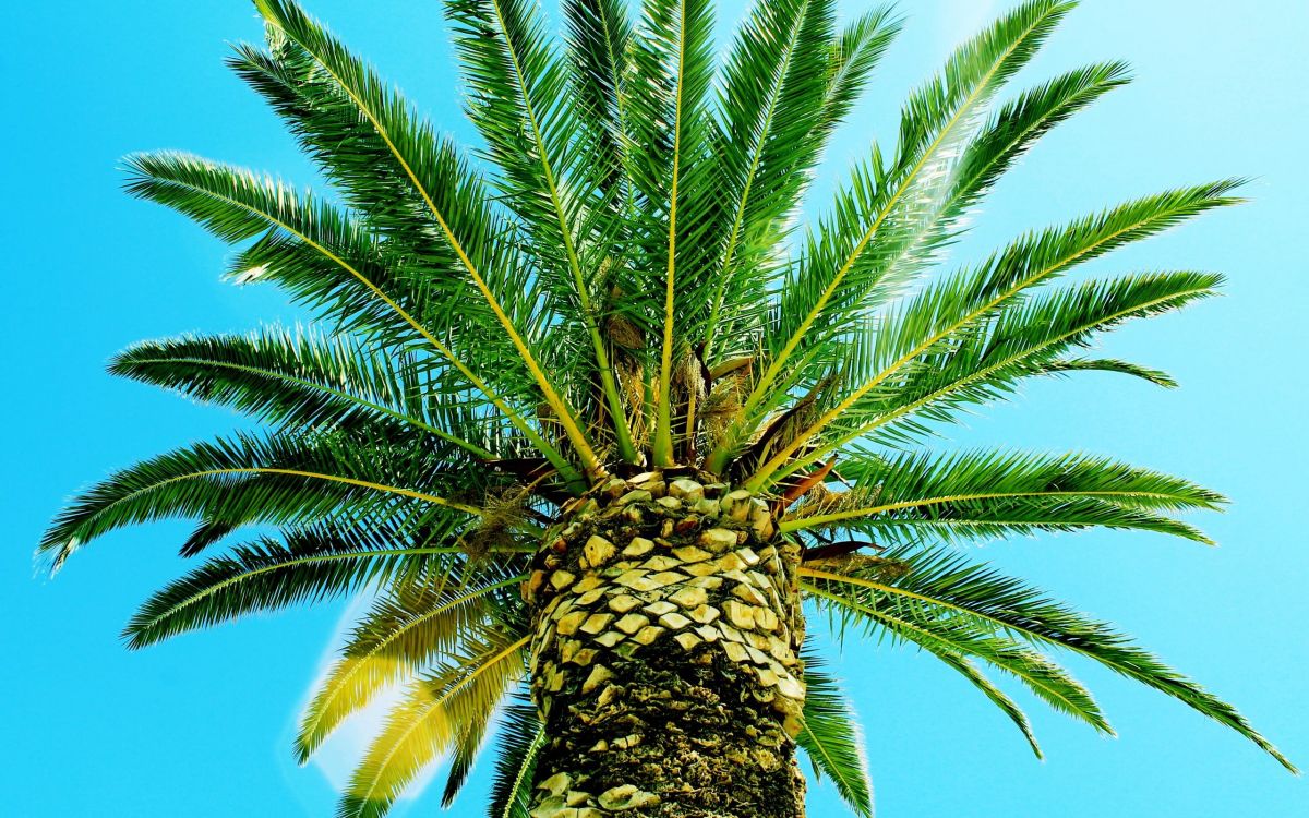 green palm tree under blue sky during daytime