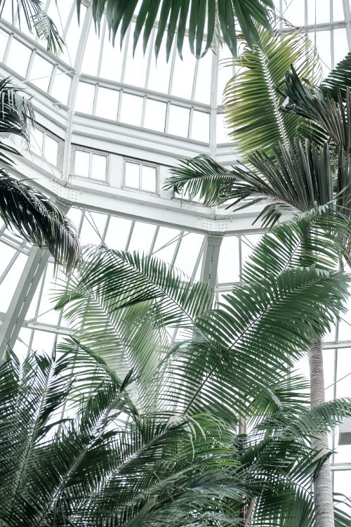 Green Palm Tree Near White Metal Framed Glass Window. Wallpaper in 2809x4213 Resolution