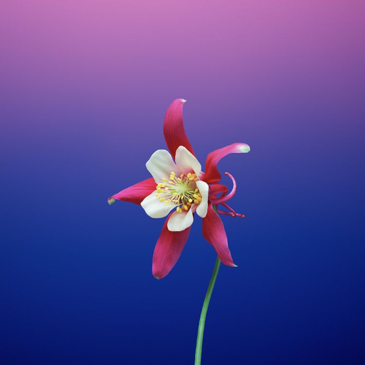 IPad, Apple, IOS 11, Äpfeln, Ios. Wallpaper in 2524x2524 Resolution