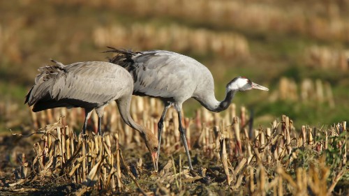 Image grey and white long beak bird on brown grass during daytime