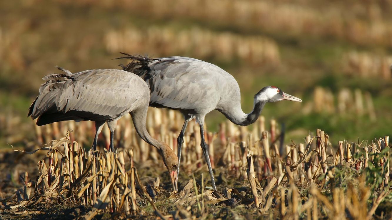 grey and white long beak bird on brown grass during daytime