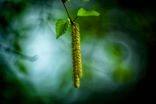 Image green plant in tilt shift lens