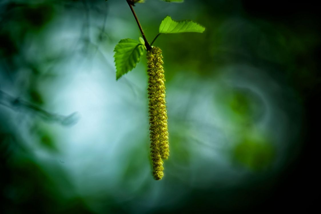 green plant in tilt shift lens