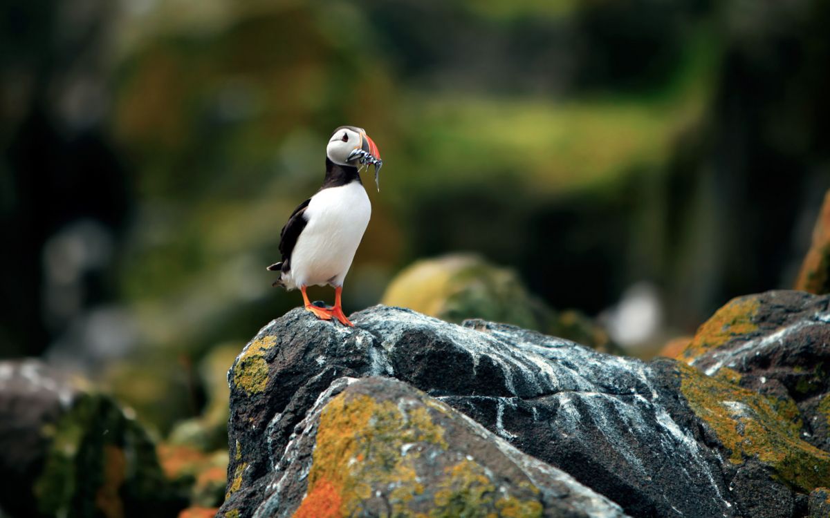 white and black bird on black rock