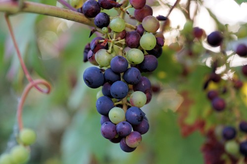 Image purple grapes in tilt shift lens