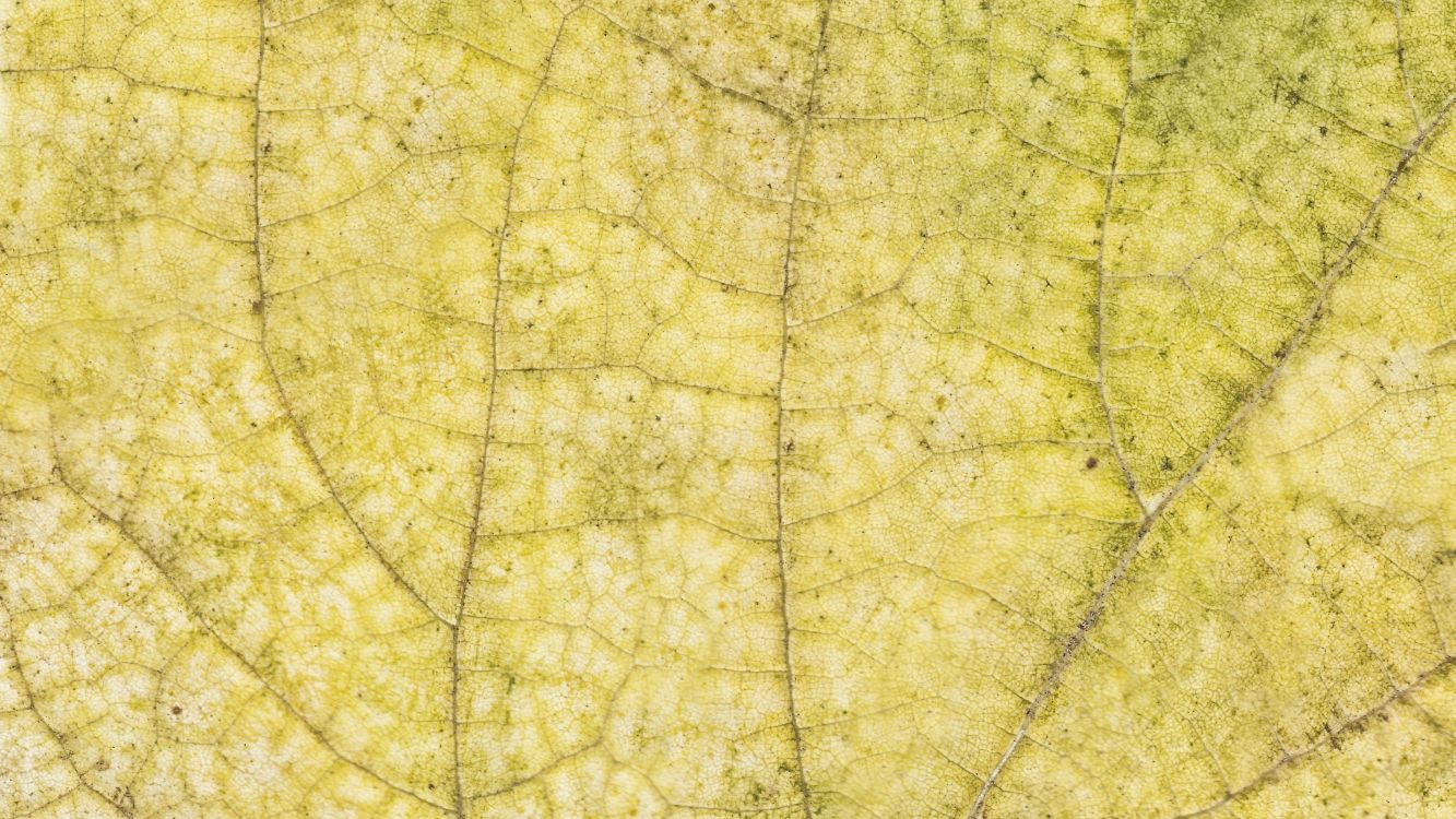 Feuille Verte en Photographie Rapprochée. Wallpaper in 3200x1800 Resolution