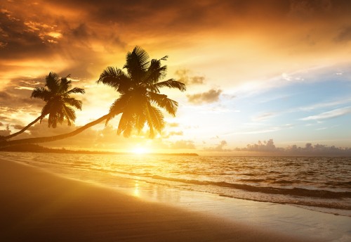 Image palm tree near sea during sunset