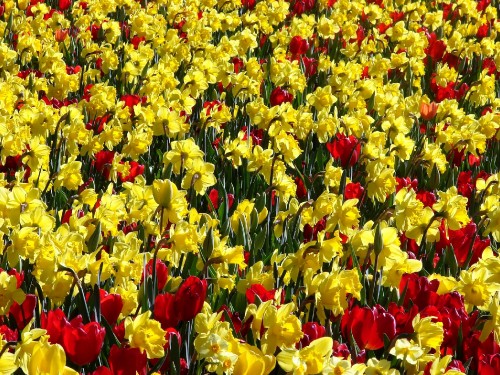 Image yellow and red tulips field