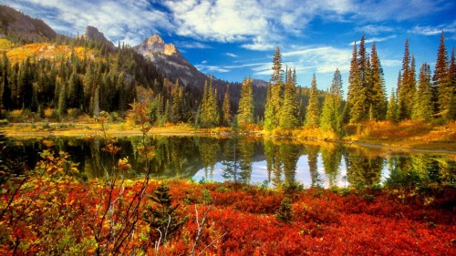 Image green trees near lake under blue sky during daytime