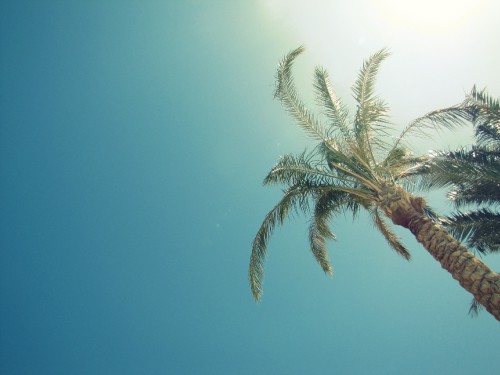 Image green palm tree under blue sky during daytime