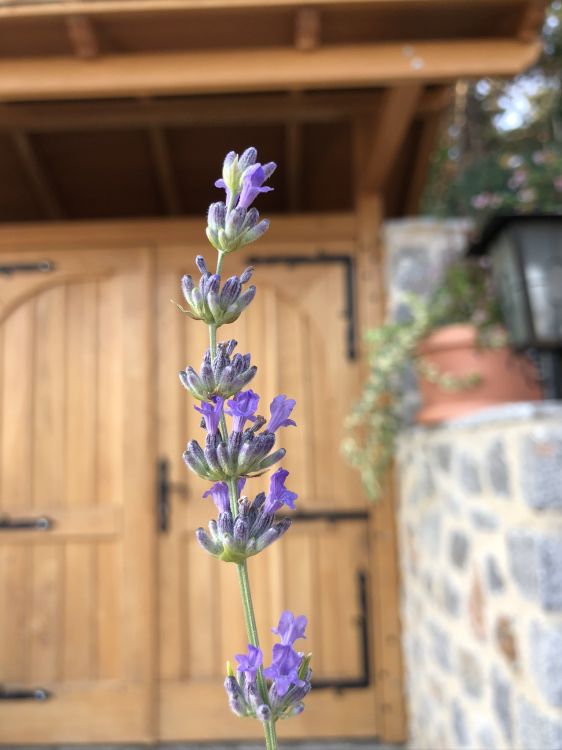 Flora, la Floración de la Planta, Inglés Lavanda, la Física, Biología. Wallpaper in 1536x2048 Resolution