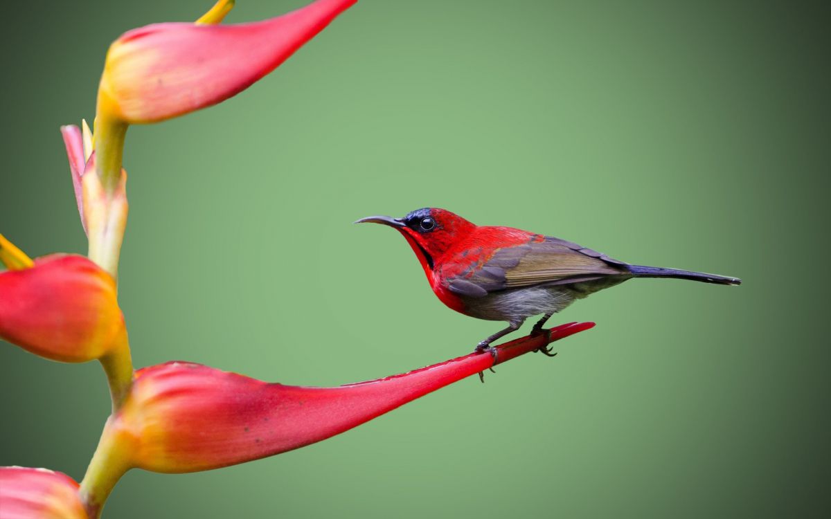 Fondos de Pantalla Pájaro Rojo y Negro en Flor Roja, Imágenes y Fotos Gratis