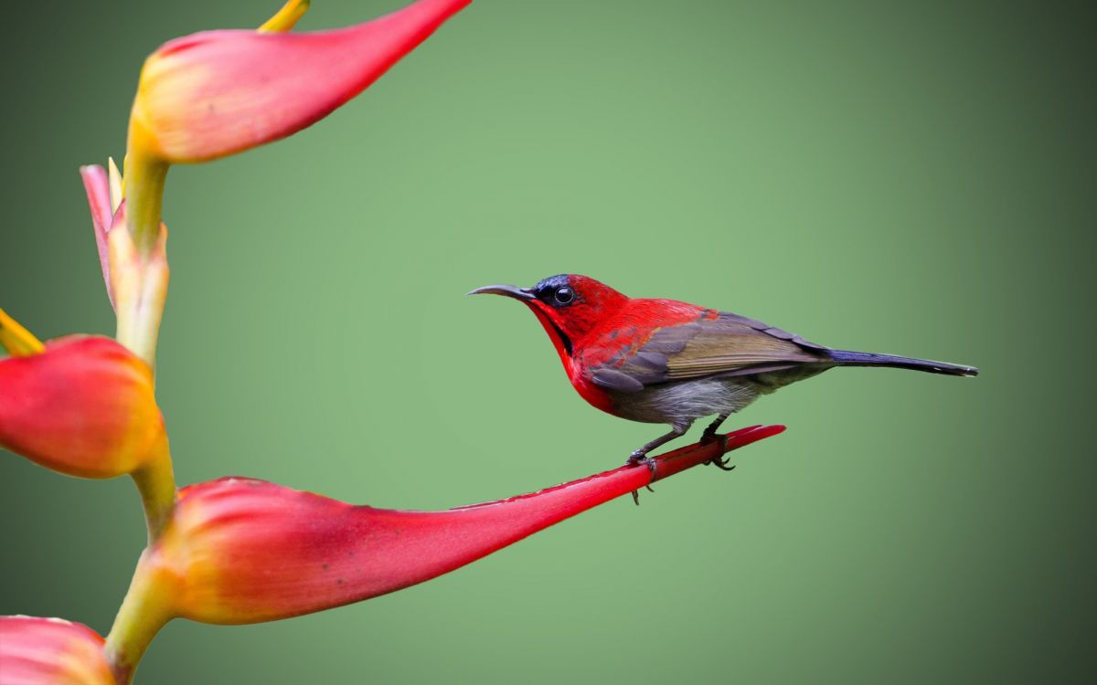 Oiseau Rouge et Noir Sur Fleur Rouge. Wallpaper in 1920x1200 Resolution
