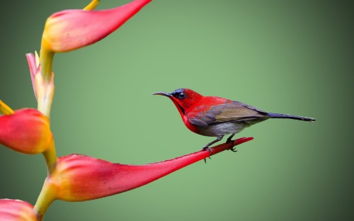 Image red and black bird on red flower