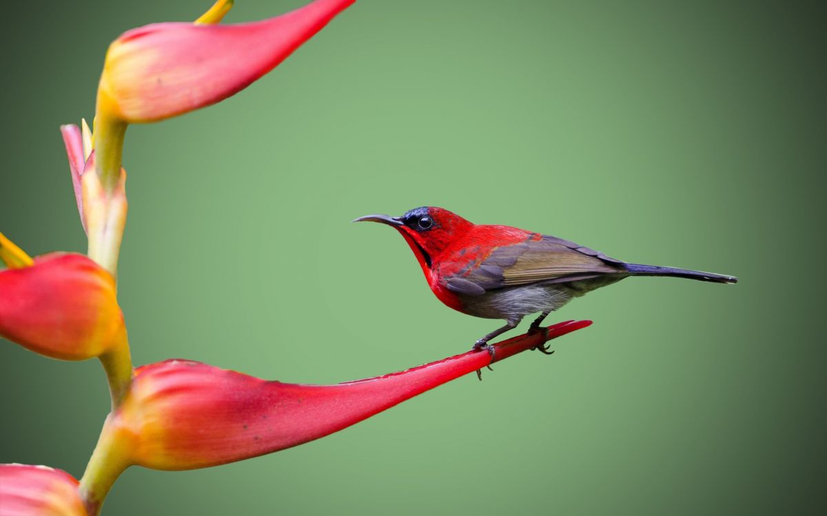 red and black bird on red flower