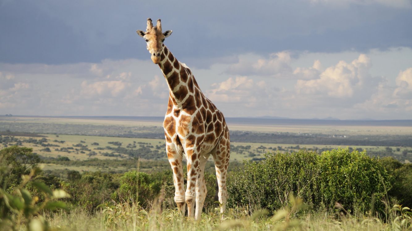 Girafe Debout Sur un Terrain D'herbe Verte Pendant la Journée. Wallpaper in 3840x2160 Resolution