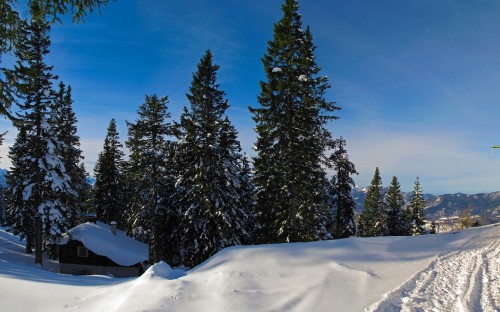 Image green pine trees on snow covered ground under blue sky during daytime