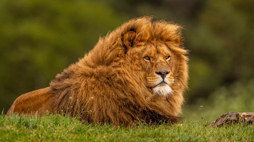 Image lion lying on green grass during daytime