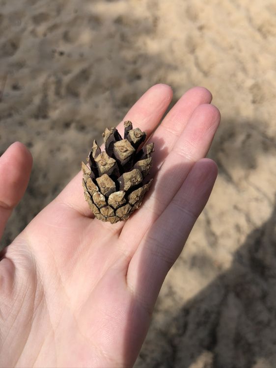 Hand, Finger, Daumen, Nagel, Sand. Wallpaper in 1536x2048 Resolution