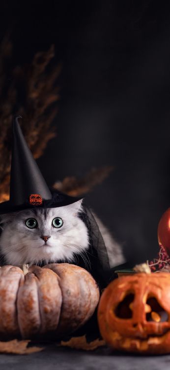 Gato de Halloween, Gato, Gatito, Gato Negro, Alista. Wallpaper in 1124x2436 Resolution