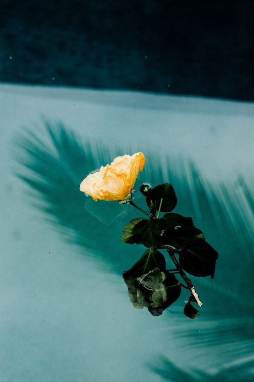 Gelbe Blume Auf Dem Wasser Tagsüber. Wallpaper in 2000x3000 Resolution