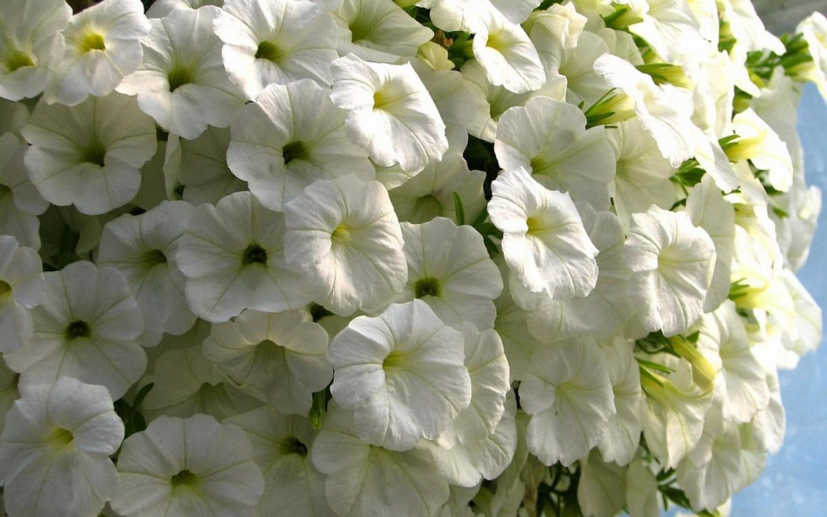 Fleurs Blanches à Feuilles Vertes. Wallpaper in 1920x1200 Resolution