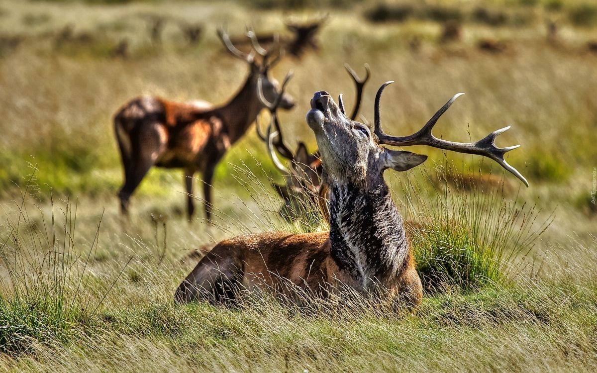 红鹿, 野生动物, 鹿角, 陆地动物, 驯鹿 壁纸 2560x1600 允许
