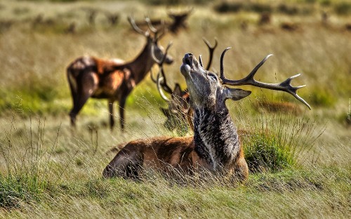 Image brown and black deer lying on green grass field during daytime