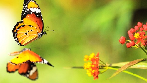 Image monarch butterfly perched on yellow flower in close up photography during daytime