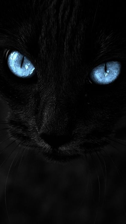 black cat, siamese cat, Felinae, cat, eye