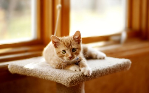 Image orange tabby cat on white textile