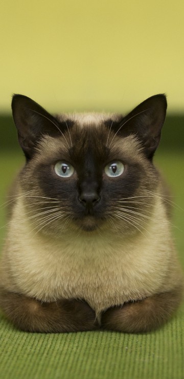 Image brown and black cat on green textile