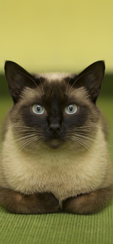 Image brown and black cat on green textile