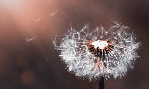 Image white dandelion in close up photography