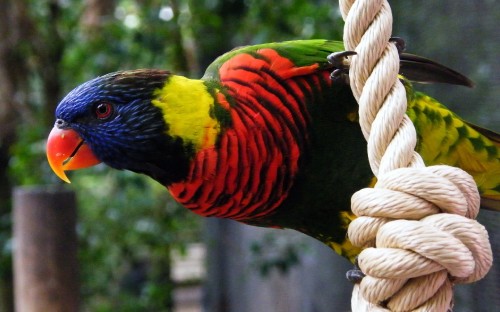 Image green yellow and red bird on brown rope