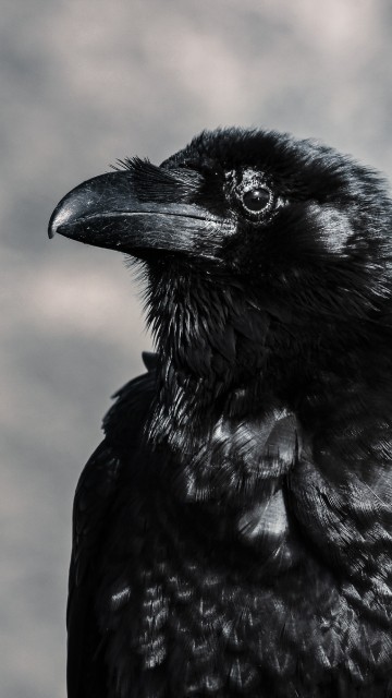Image black crow in tilt shift lens