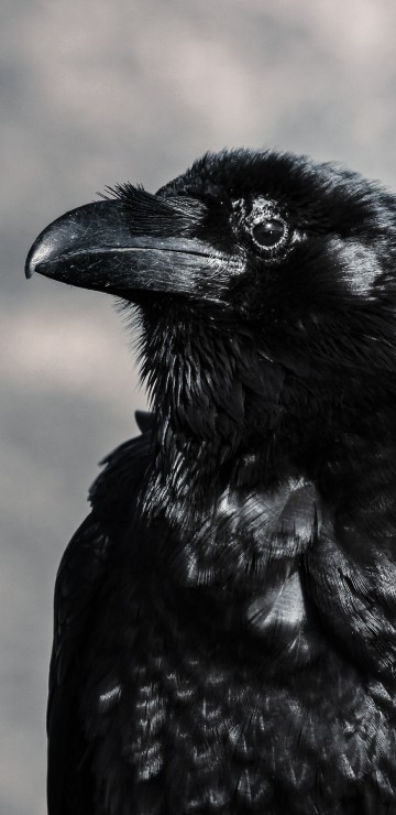 Image black crow in tilt shift lens